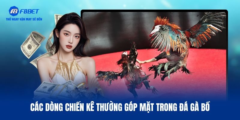 4 loại chiến kê nổi bật trong đá gà bồ