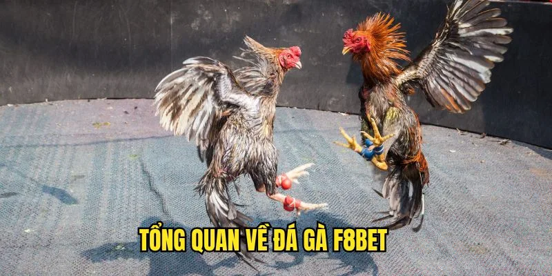 Sơ lược về chuyên mục Đá Gà F8BET