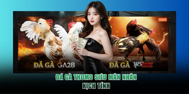 Đá Gà Thomo siêu mãn nhãn kịch tính