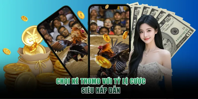 Chọi kê Thomo với tỷ lệ cược siêu hấp dẫn