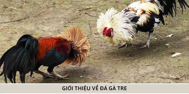 Tổng quan về đá gà tre