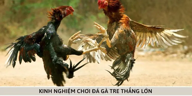 Kinh nghiệm chơi đá gà tre từ các chuyên gia tại F8BET